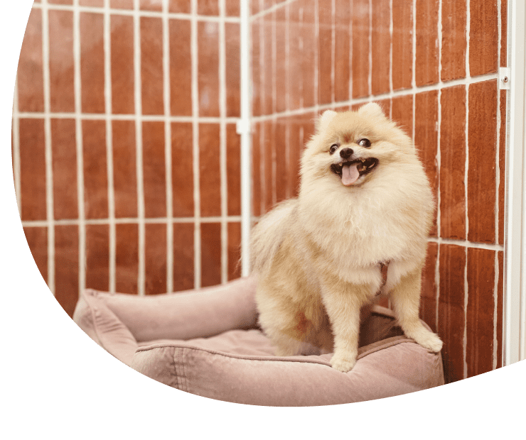 Cute Dog